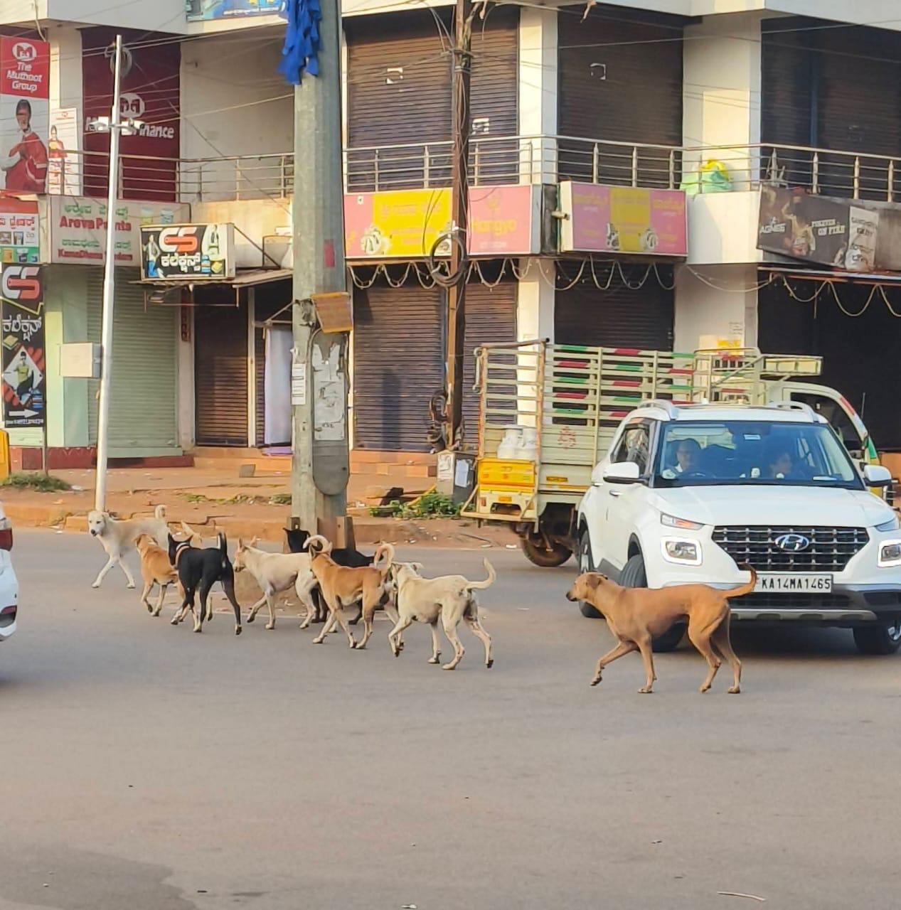 ಶಿಕಾರಿಪುರದಲ್ಲಿ ಆಪರೇಷನ್ ಡಾಗ್ ಕಾರ್ಯಾಚರಣೆ:
